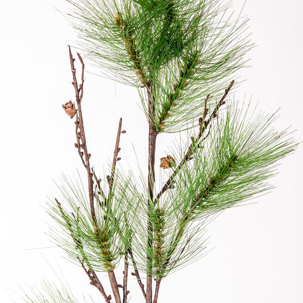 CAEA DECORATIVA