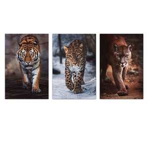 CANVAS ASSORTED 3 FELINE