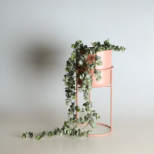 DANNAE FLOWER POT