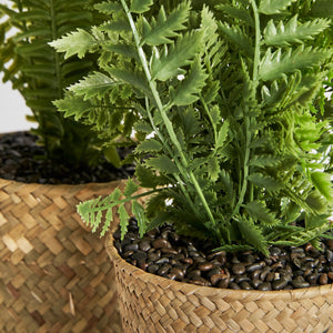 ASSORTED PLANT 2 FERN