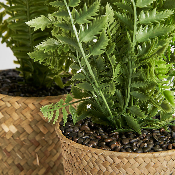 ASSORTED PLANT 2 FERN