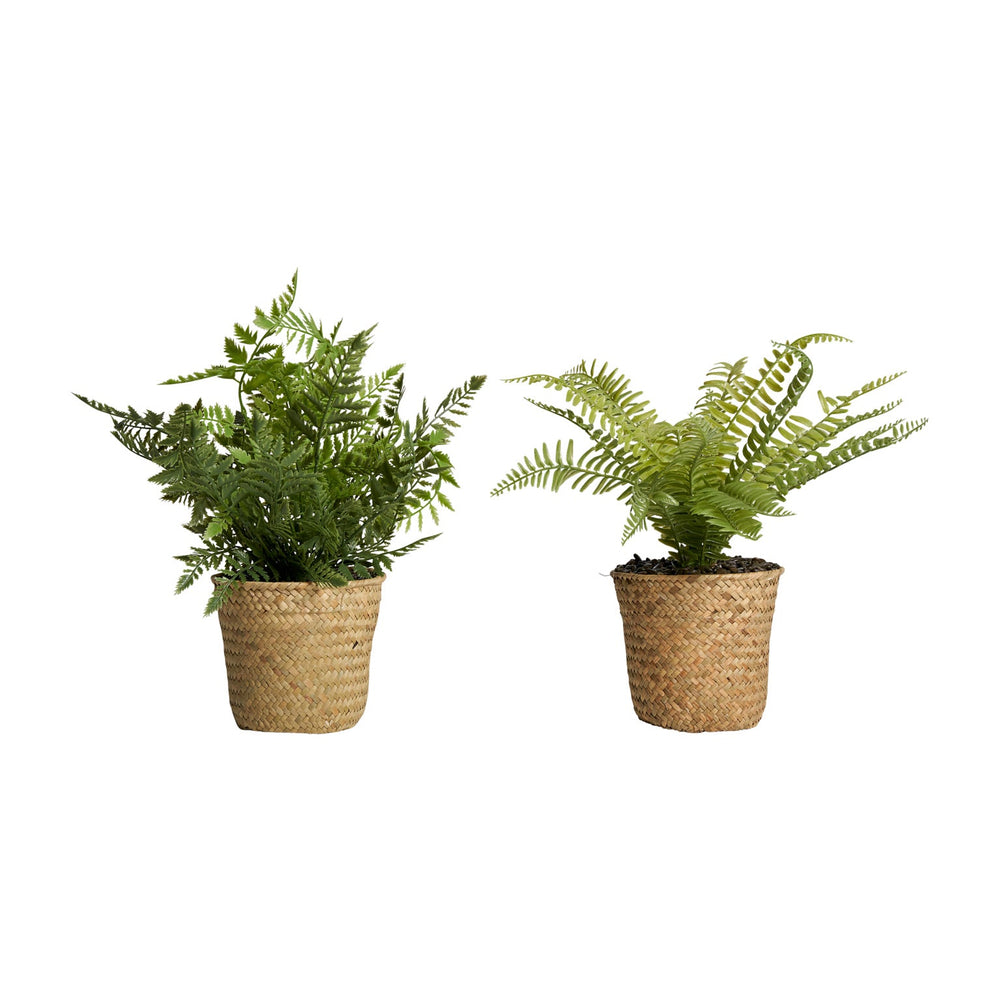ASSORTED PLANT 2 FERN