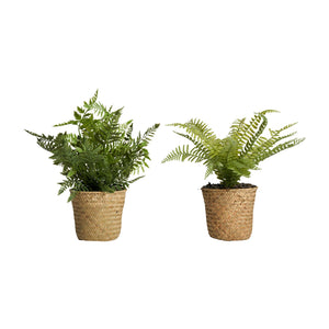 ASSORTED PLANT 2 FERN