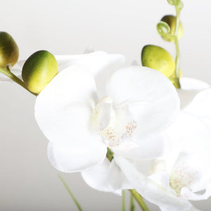 ORCHID PLANT