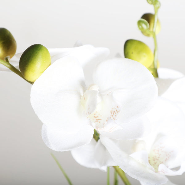 ORCHID PLANT