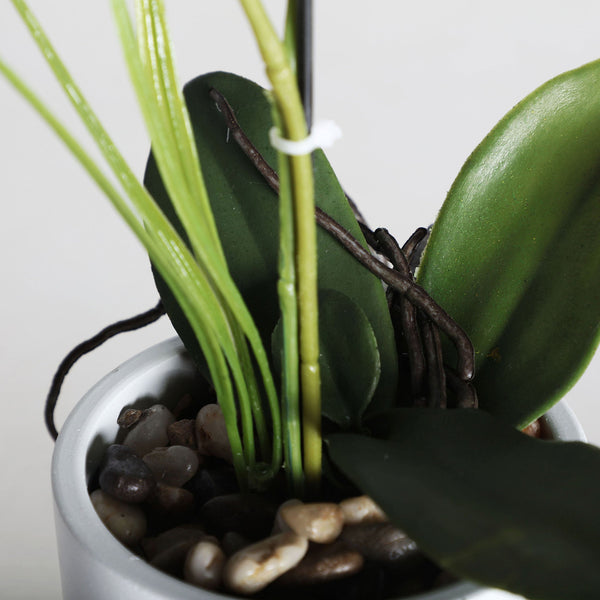 ORCHID PLANT