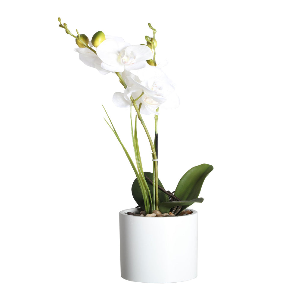 ORCHID PLANT