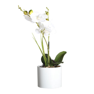 ORCHID PLANT