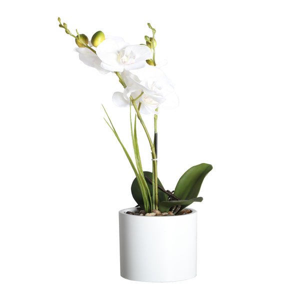 ORCHID PLANT