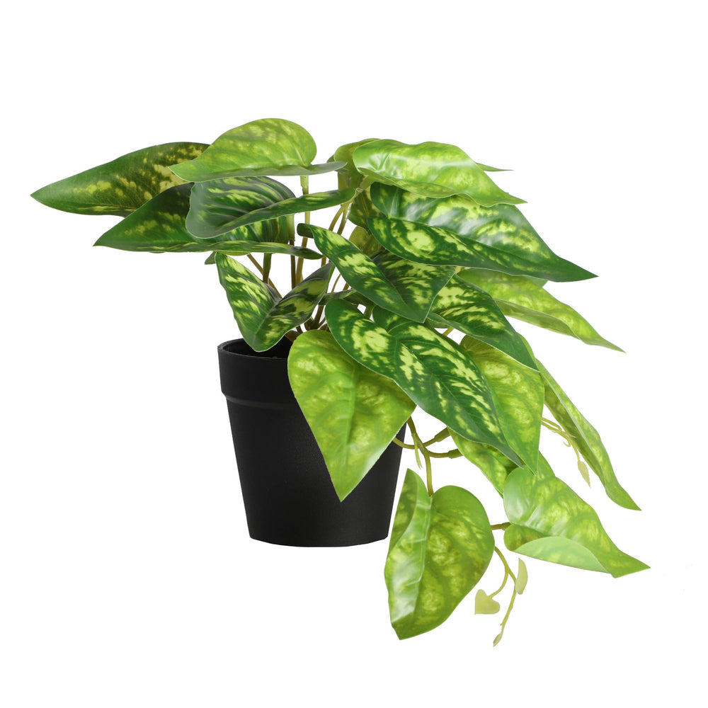 FIG PLANT