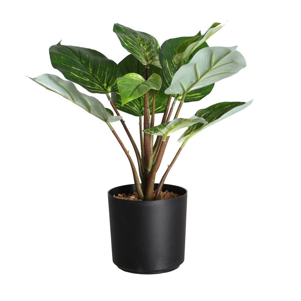 PLANT