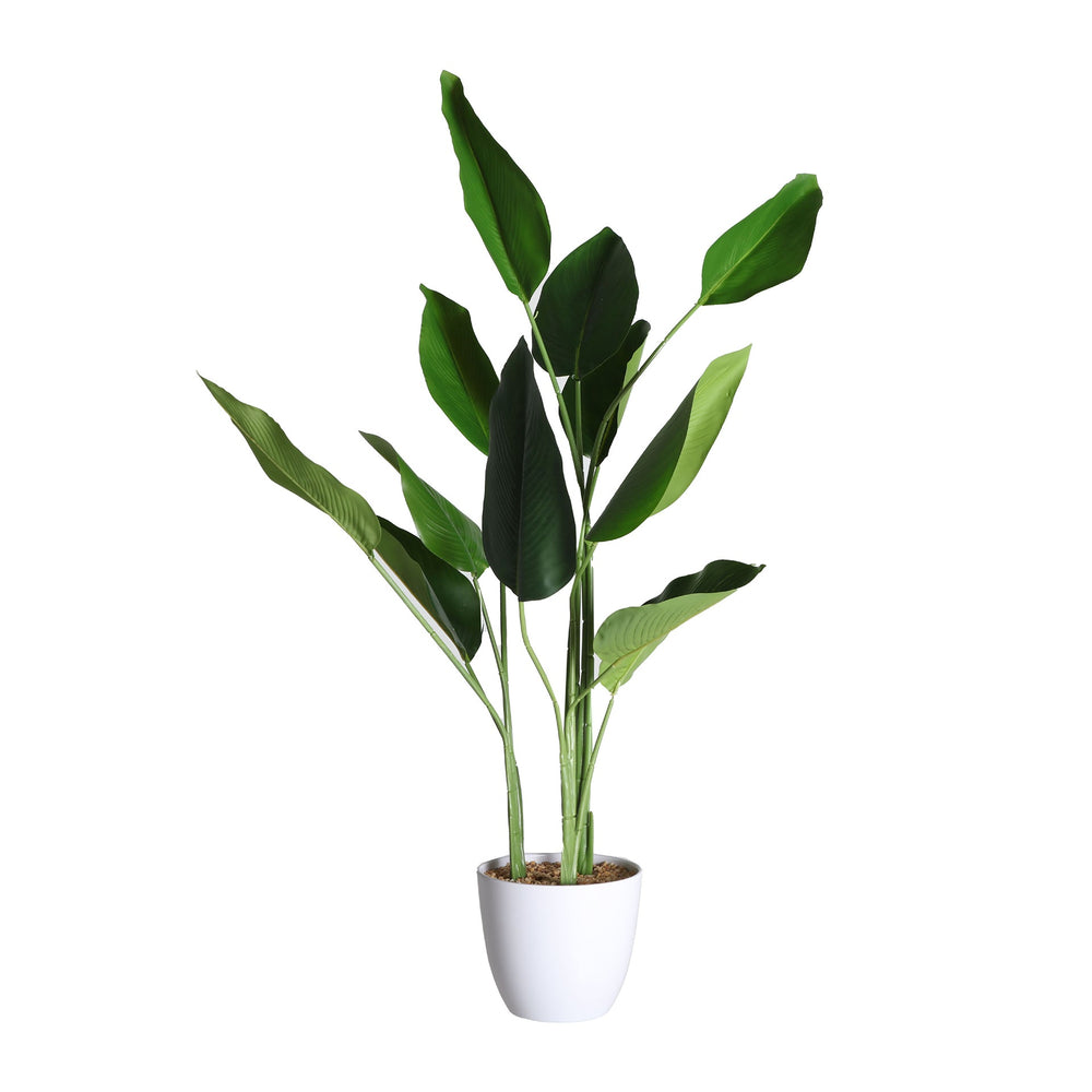 PLANT
