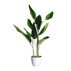 PLANT