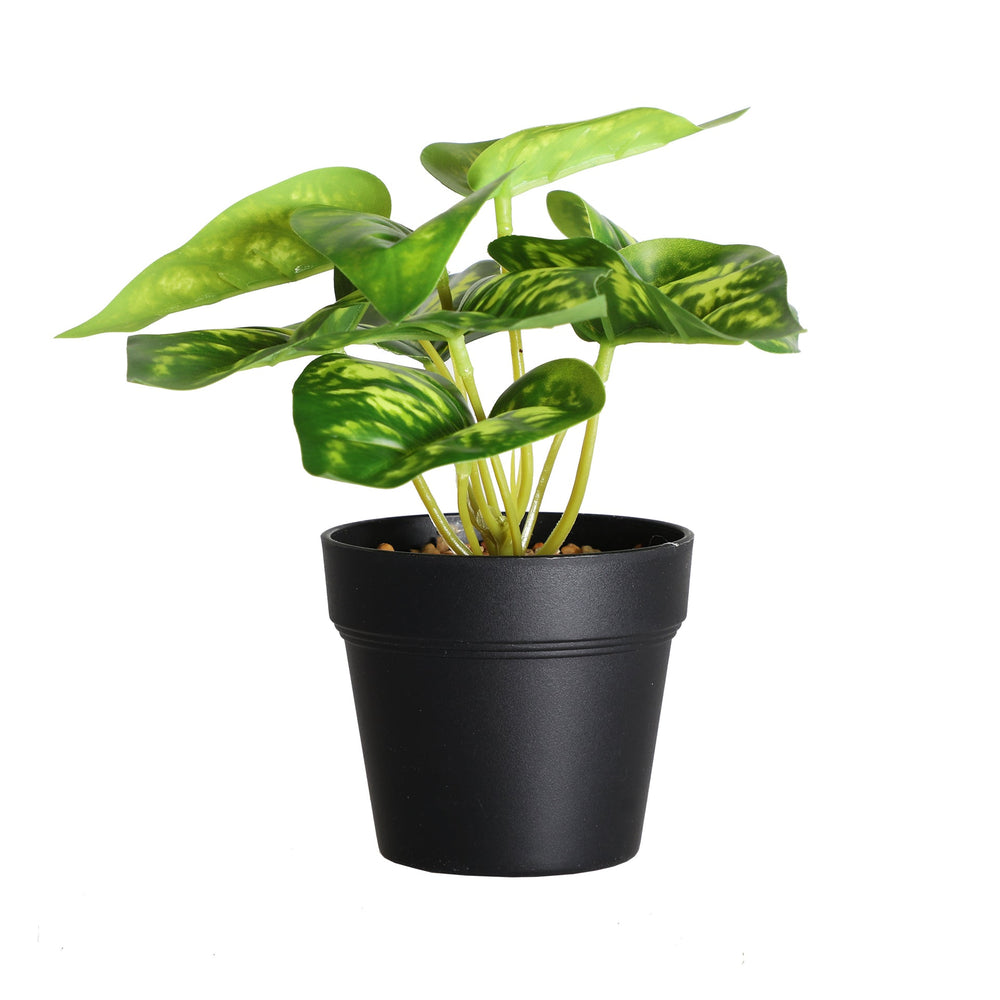 PLANT