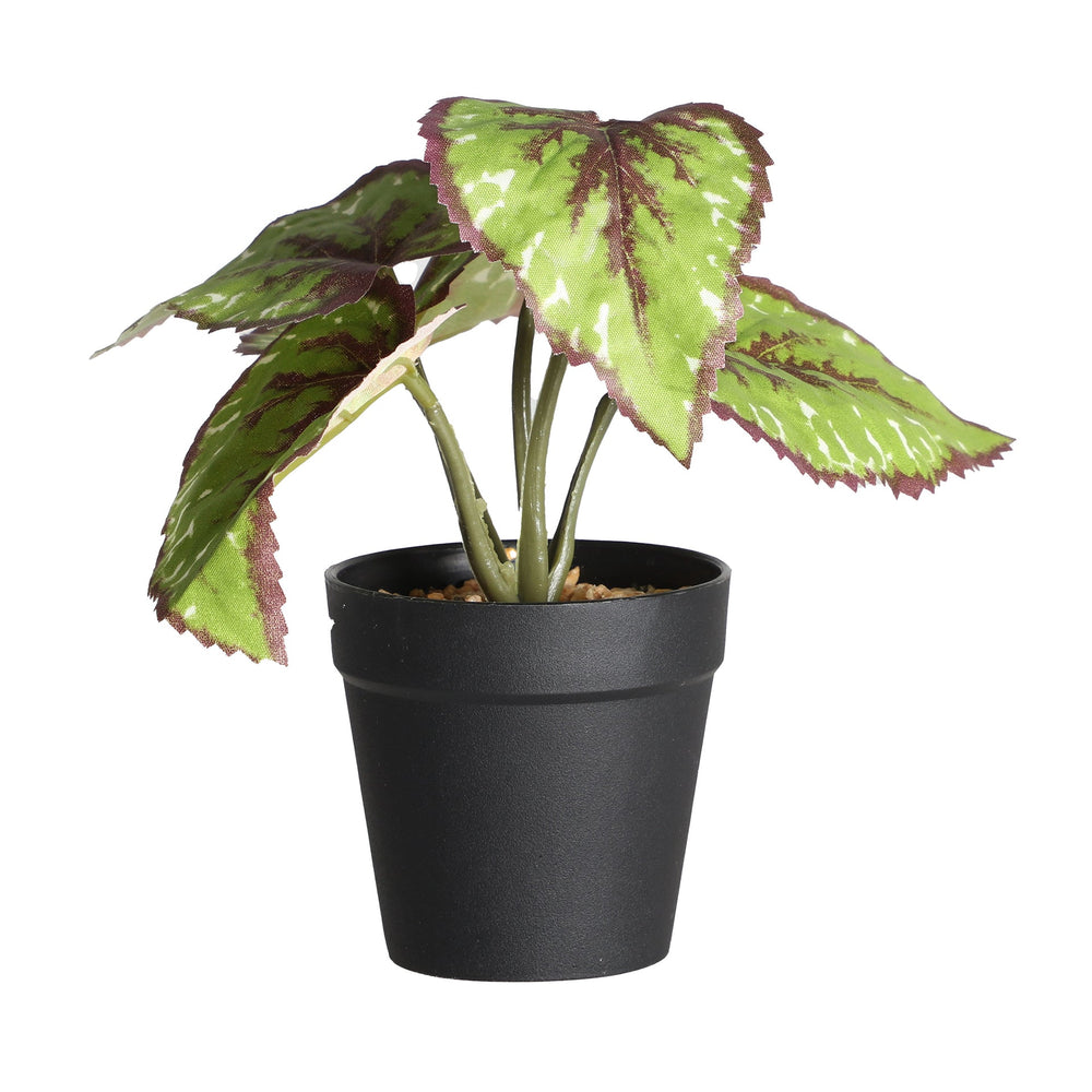PLANT