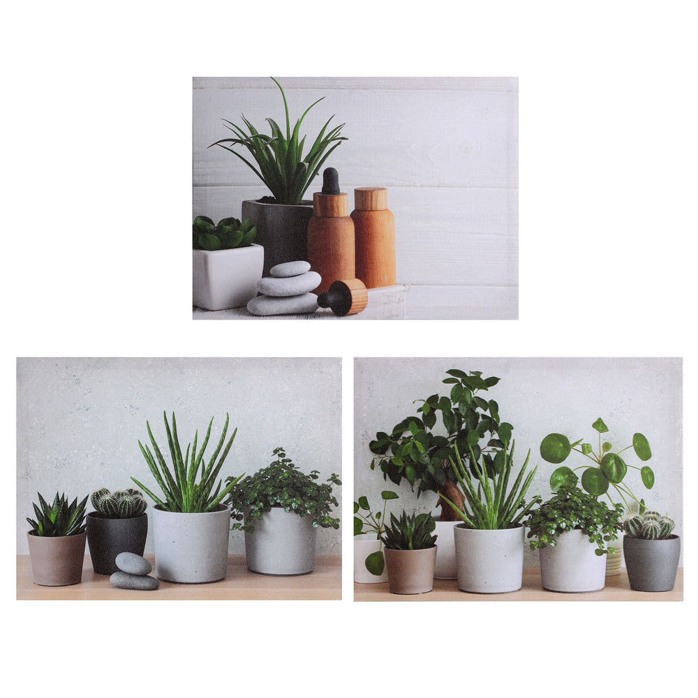 CANVAS ASSORTED 3