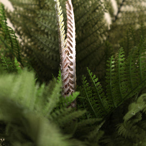 PREY GRASS PLANT