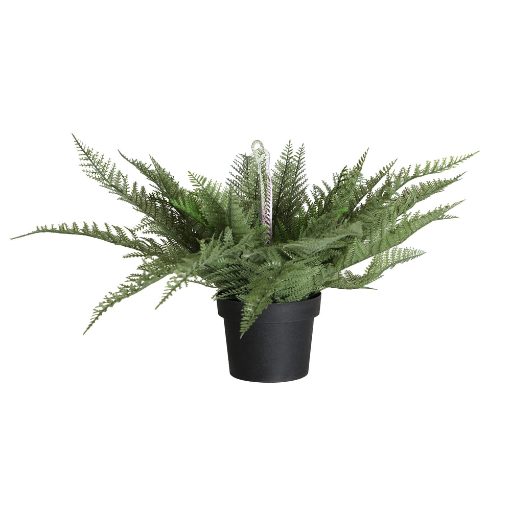 PREY GRASS PLANT