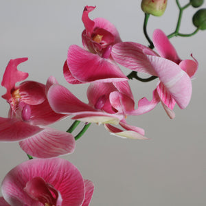 ORCHID PLANT