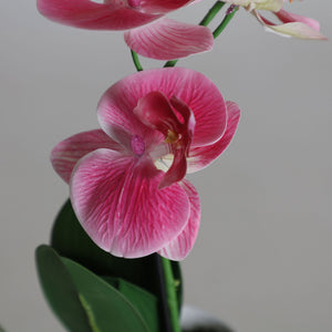ORCHID PLANT