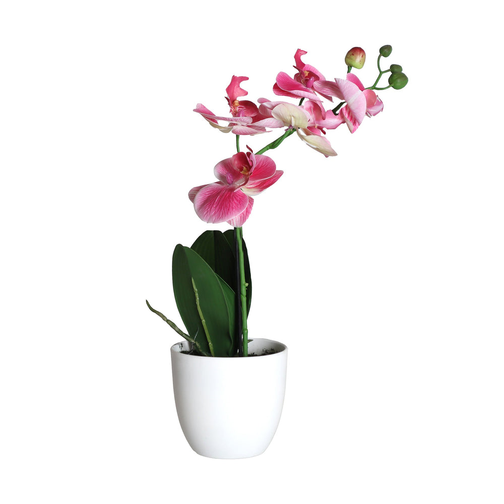 ORCHID PLANT