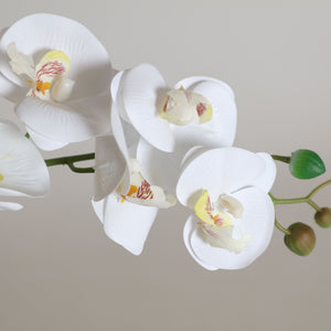 ORCHID PLANT