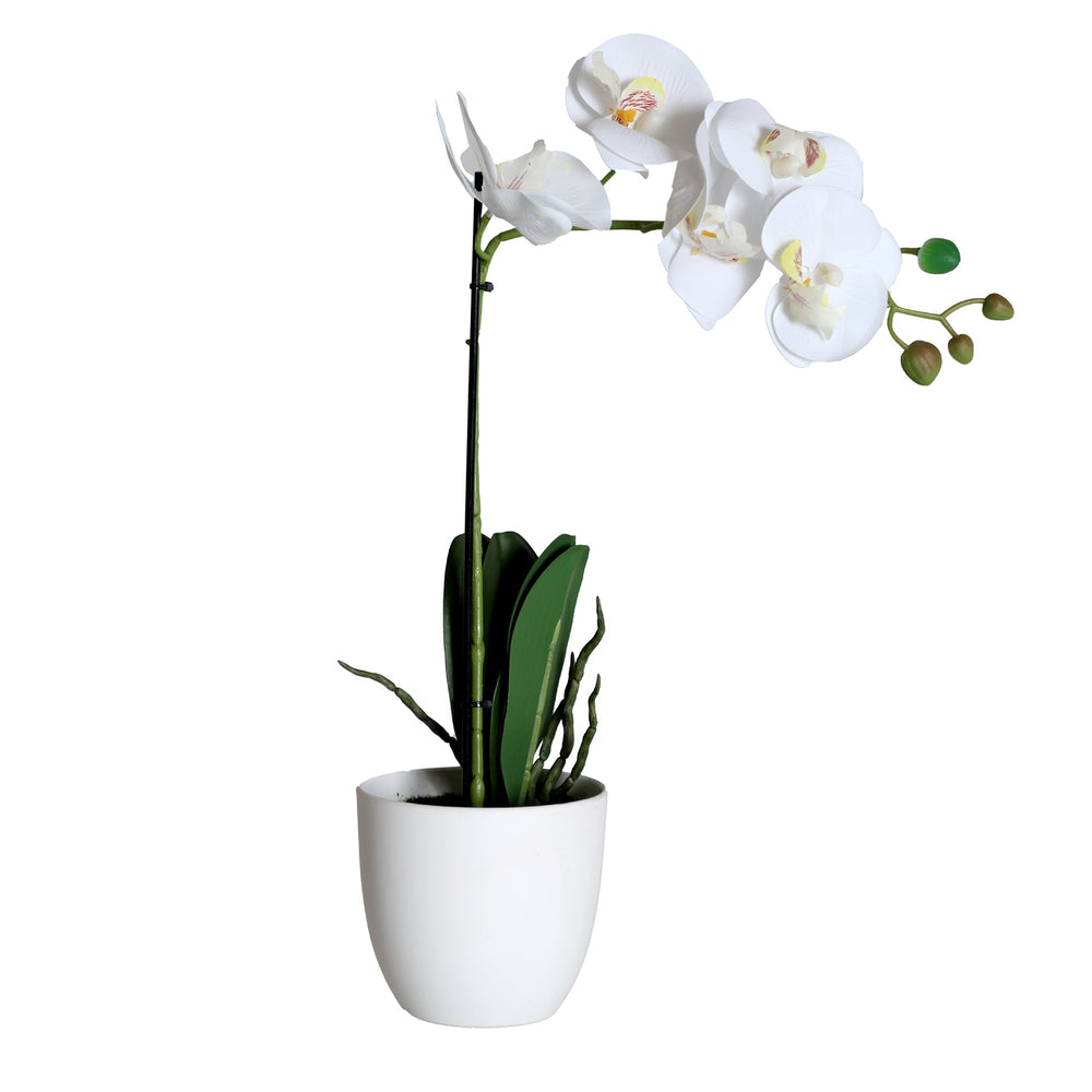 ORCHID PLANT