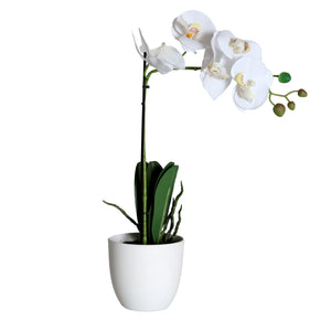 ORCHID PLANT