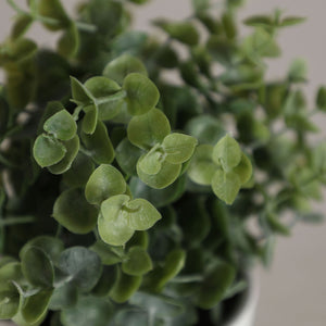 EUCALYPTUS PLANT
