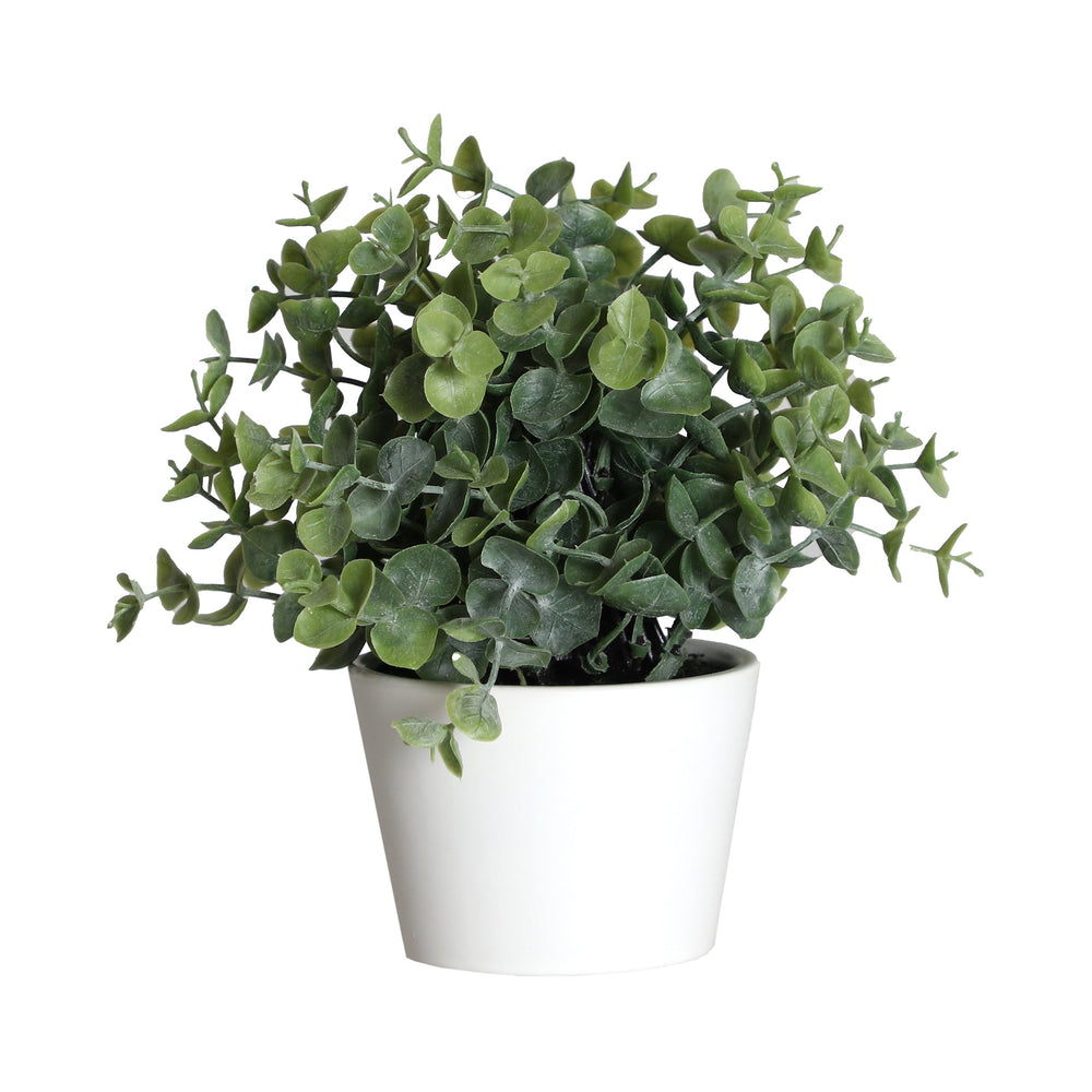 EUCALYPTUS PLANT