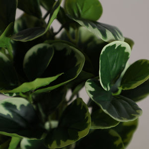 TAPIOCA PLANT