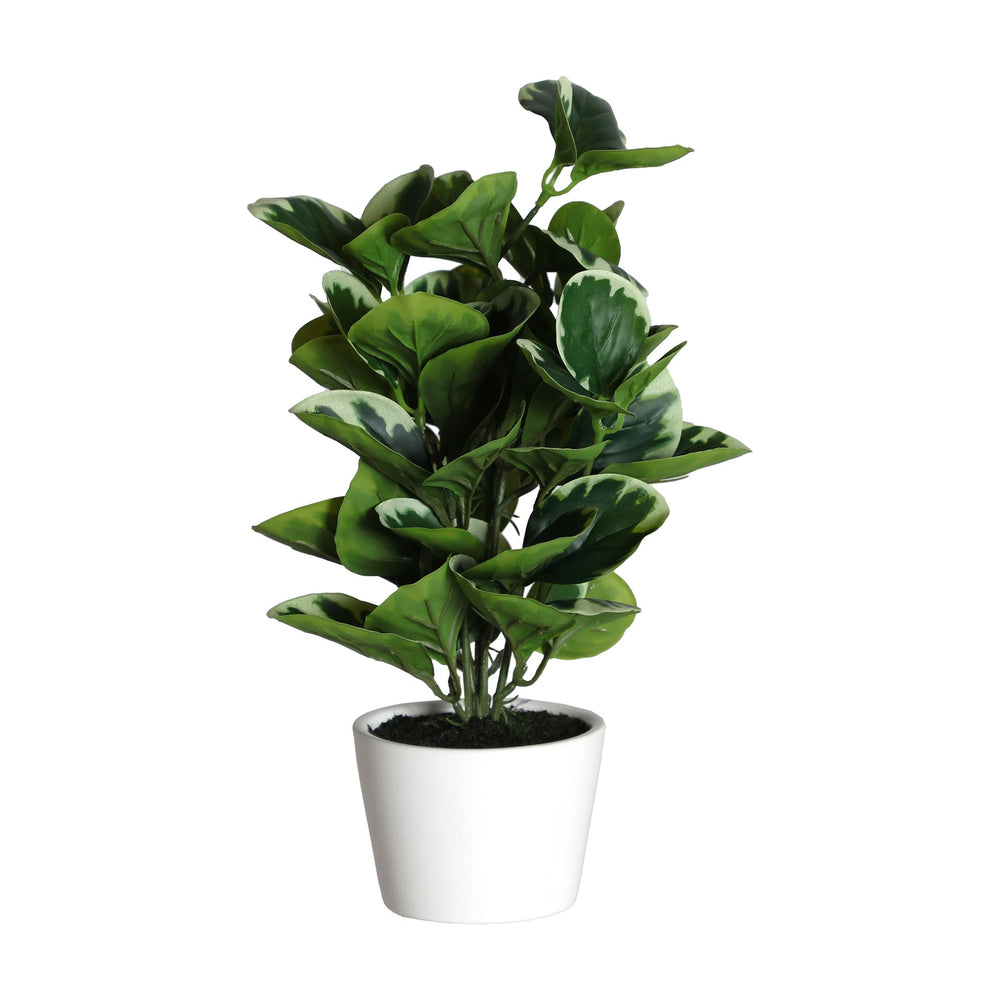 TAPIOCA PLANT