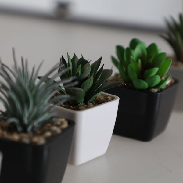 PLANT SURT 7 SUCCULENTS