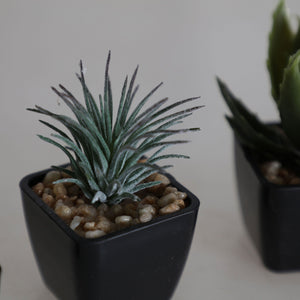 PLANT SURT 7 SUCCULENTS