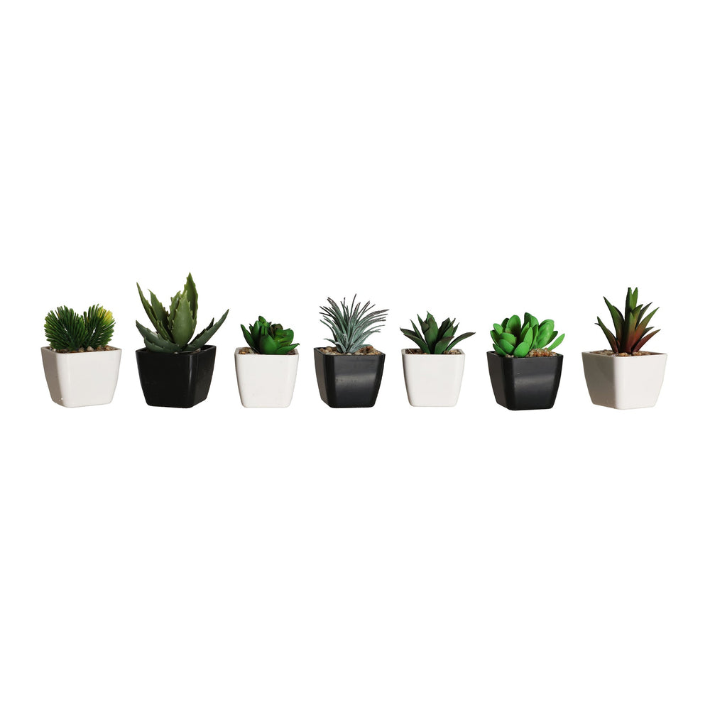 PLANT SURT 7 SUCCULENTS