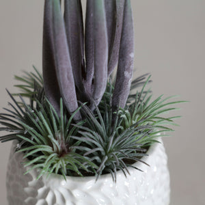 SUCCULENT PLANT