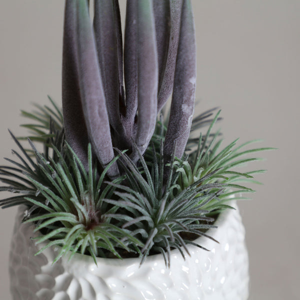 SUCCULENT PLANT