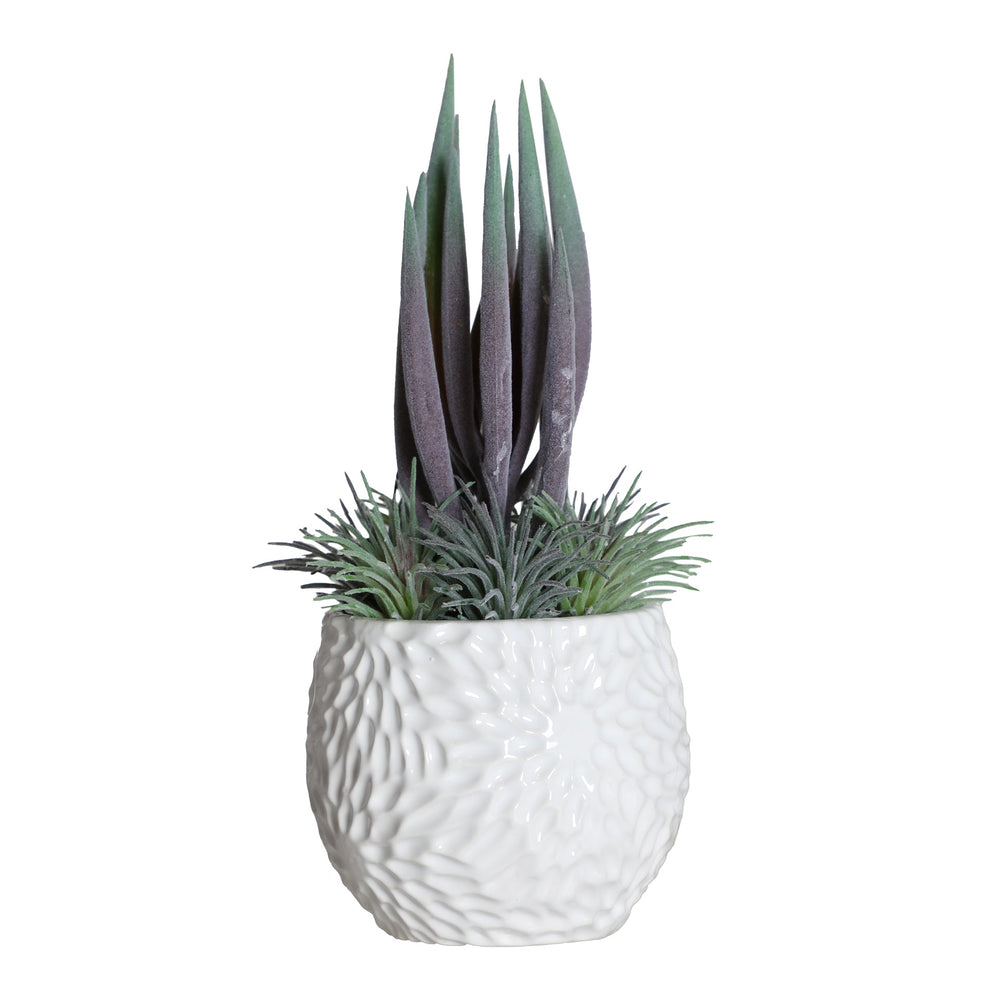 SUCCULENT PLANT
