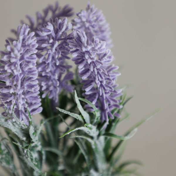 LAVENDER PLANT
