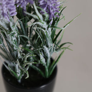 LAVENDER PLANT