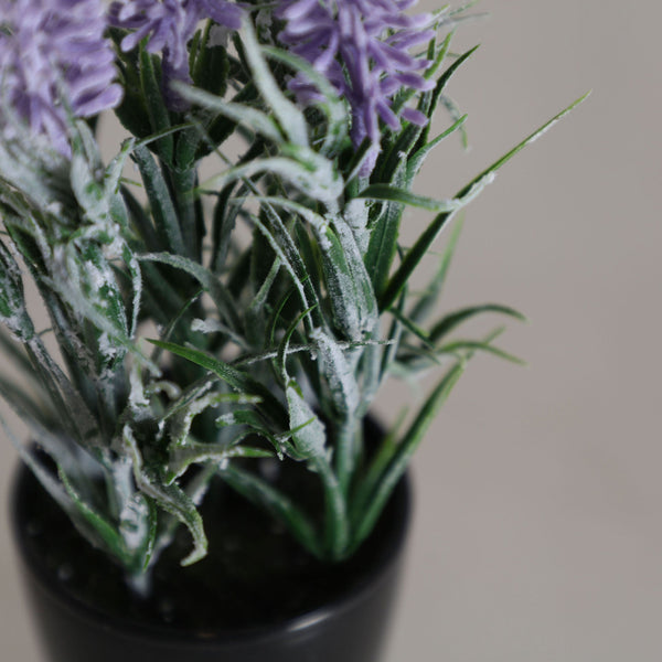 LAVENDER PLANT