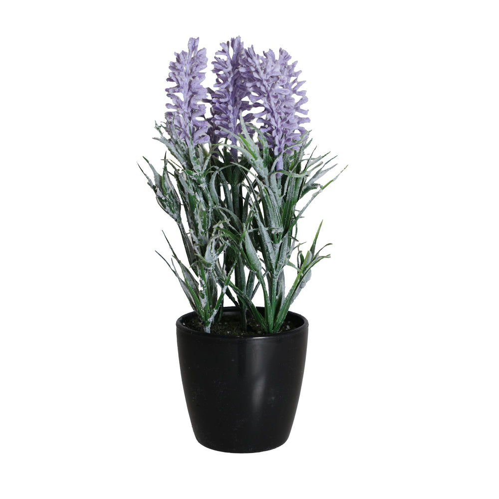 LAVENDER PLANT