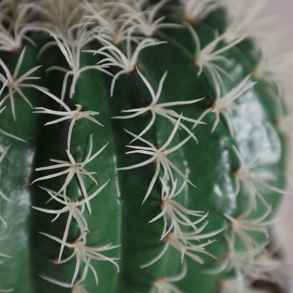 CACTUS PLANT