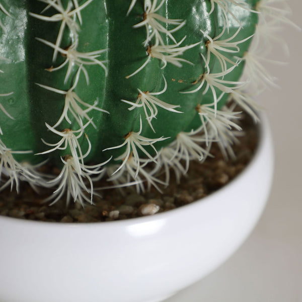 CACTUS PLANT