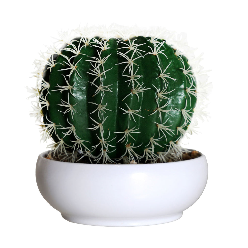 CACTUS PLANT