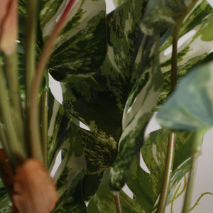 Monstera Plant