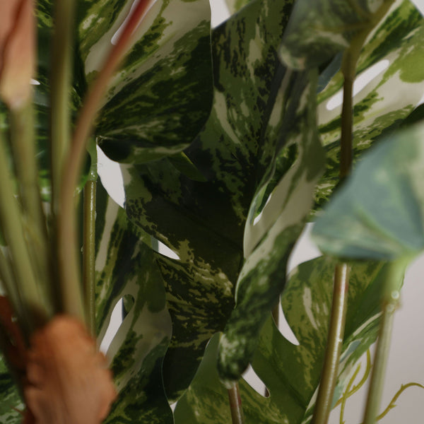Monstera Plant