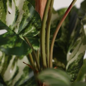 Monstera Plant