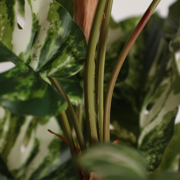 Monstera Plant