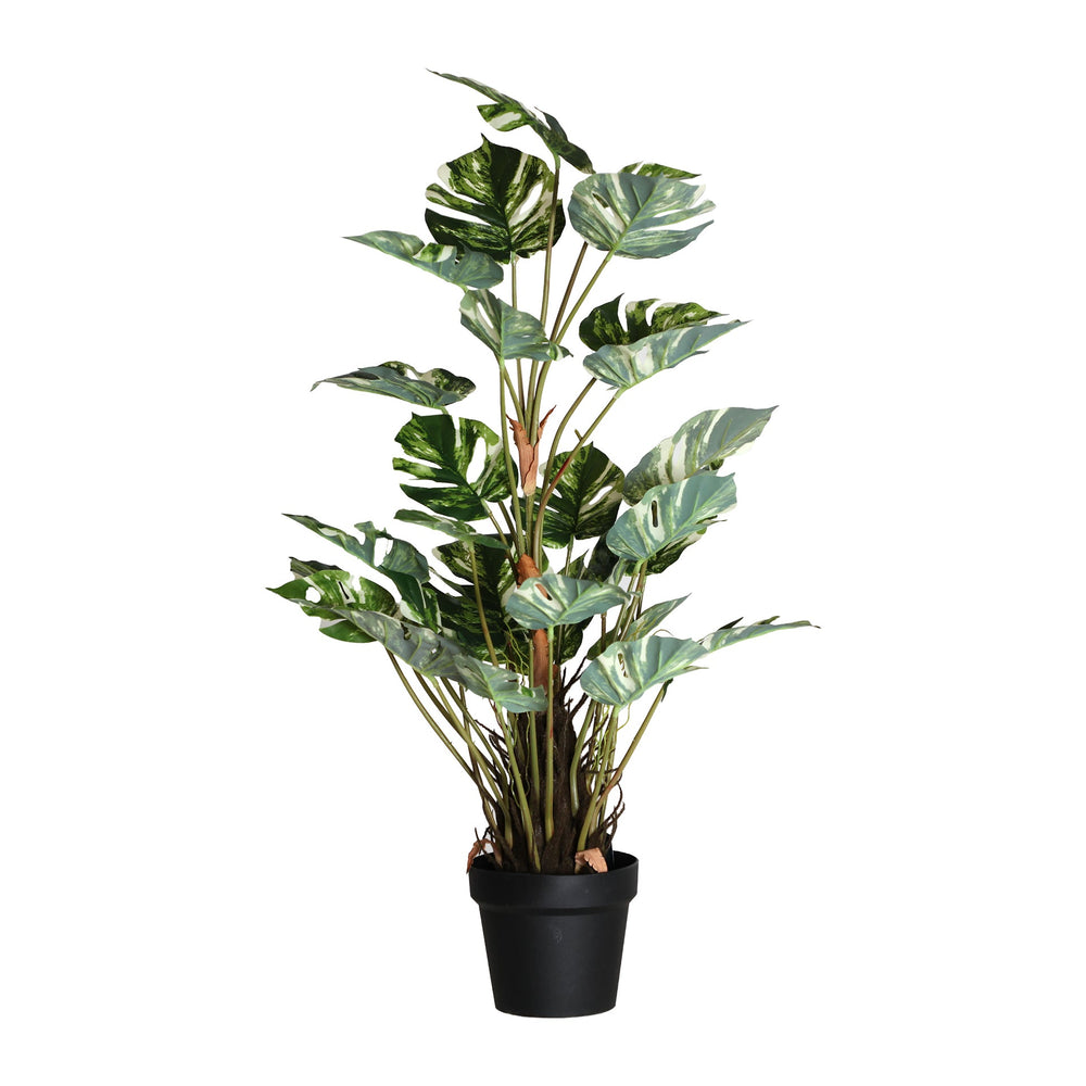 Monstera Plant
